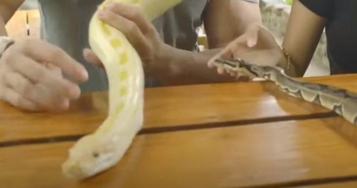 최근 동남아 여교사들 사이에서 은밀한 취미가 퍼지고 있다고 한다. 한 유튜브 채널에 동남아 여교사들 사이에서 퍼지고 있는 은밀한 취미라는 제목의 영상이 올라왔다. 여기서 밝힌 은밀한 취미의 정체는 바로 뱀
