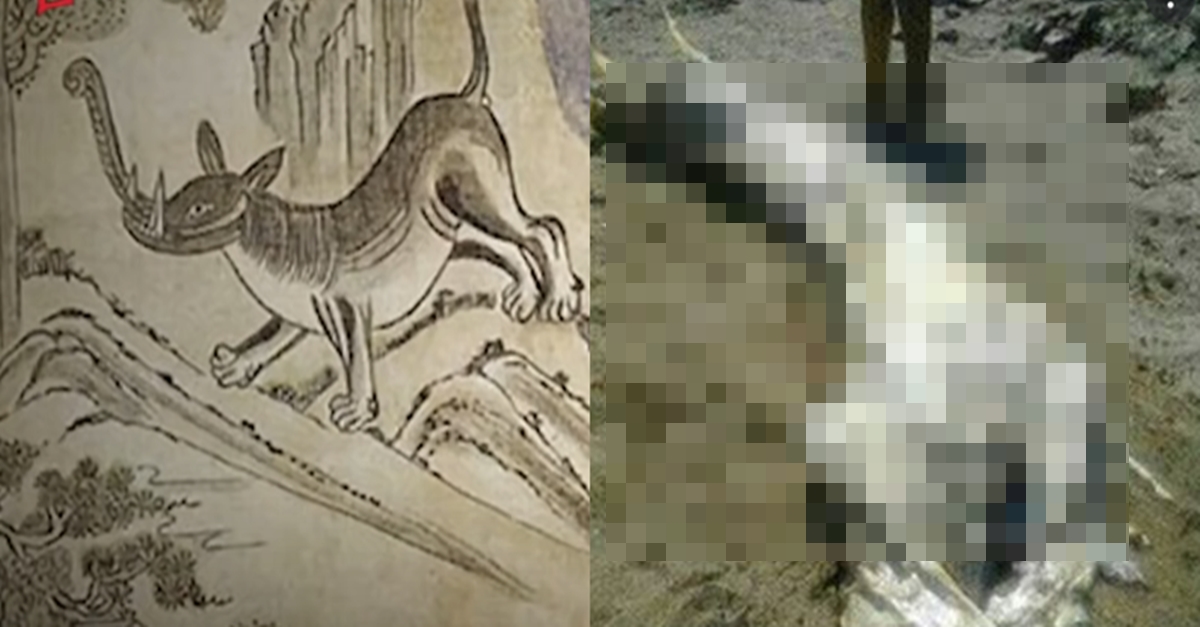 조선시대때 발견되자마자 조상들이 잡아서 지금은 흔적도 없는 괴생명체