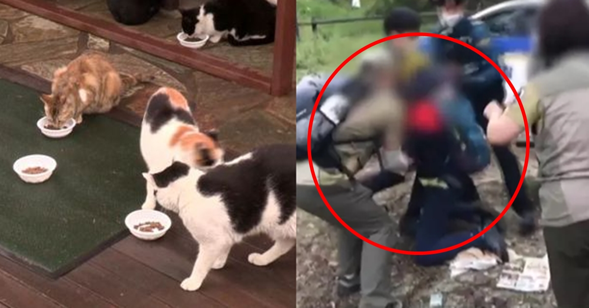 “고양이 밥 먹여야 하는데?” 먹이금지구역에서 경찰 때린 역대급 캣맘