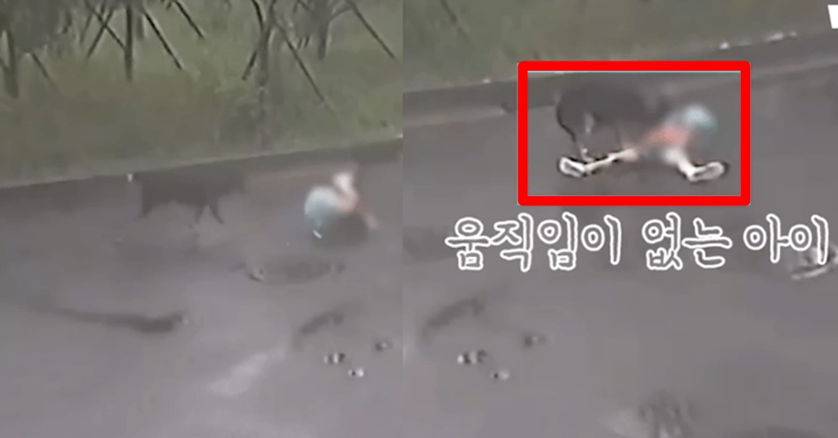 울산 개물림 사고 8살 아이 ‘잡아먹힘’ 사건 반응 (+택배기사, CCTV)