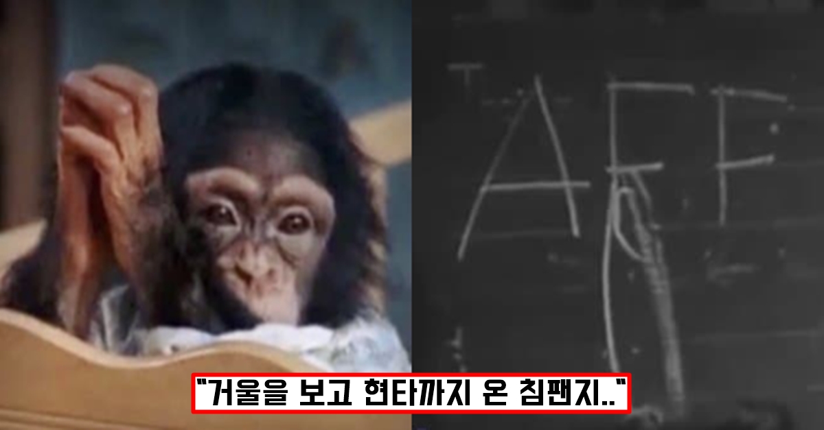 침팬지가 인간으로 착각하자 벌어진 소름 돋는 일