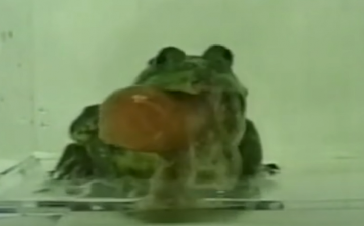 애완개구리 개구리 개구리특징 개구리키우기