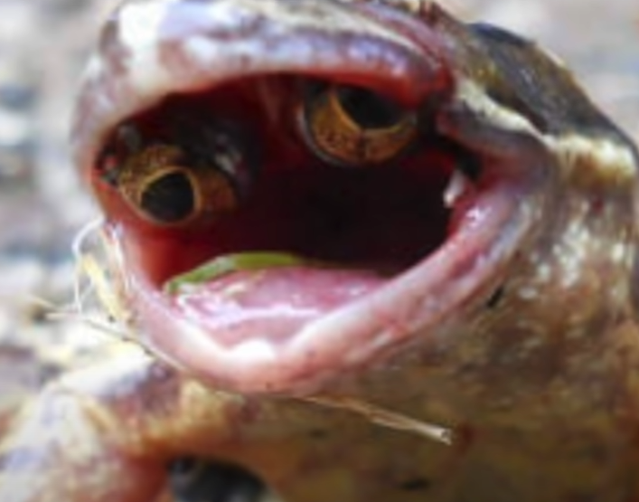 개구리 특징 개구리눈알 개구리키우기 애완개구리