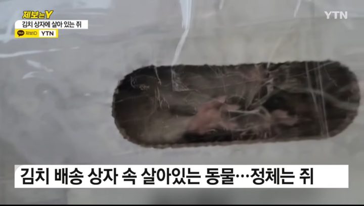 온라인 마켓 주문 김치 상자 속 살아있는 쥐 14층 아파트 현관 앞에 배달