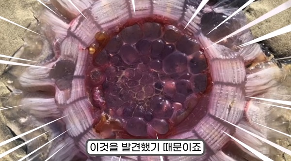 길 가다 바닥에서 마주치면 절대 만지지 말아야 하는 괴생명체의 정체 (사진)