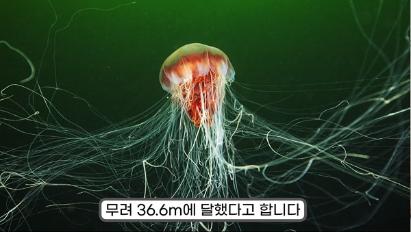 길 가다 바닥에서 마주치면 절대 만지지 말아야 하는 괴생명체의 정체 (사진)