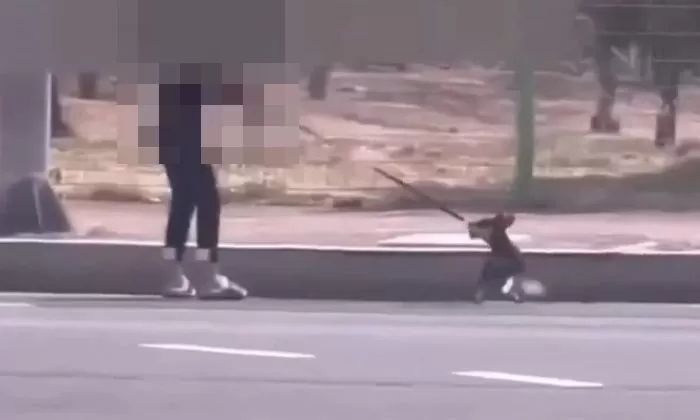 보배드림 산책 강아지 발길질 목 매달은 여성 영상 공개에 반응 폭발한 이유 (사진)