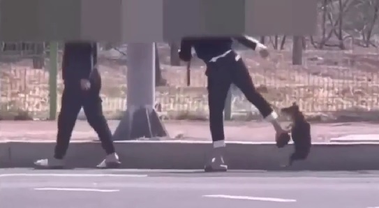 보배드림 산책 강아지 발길질 목 매달은 여성 영상 공개에 반응 폭발한 이유 (사진)