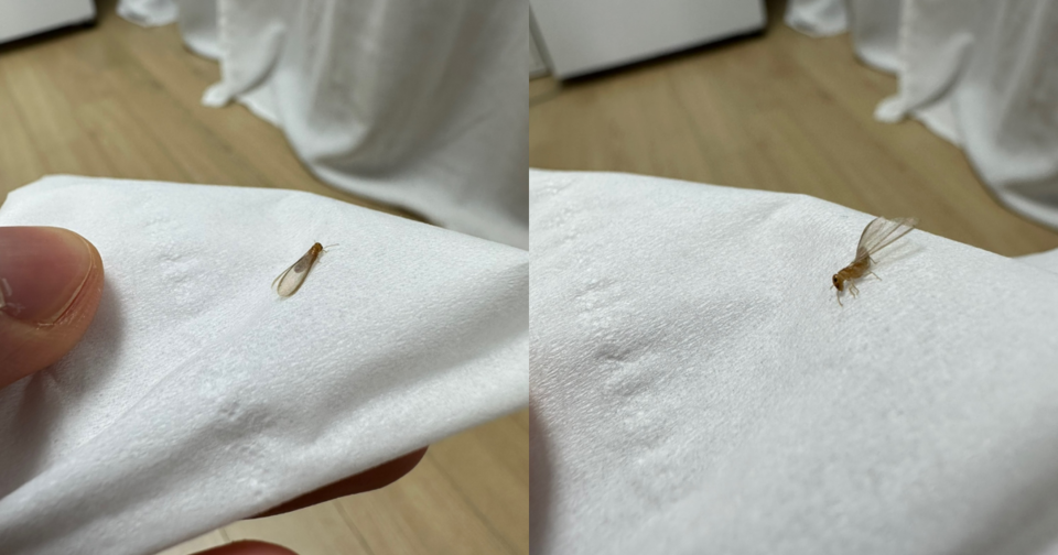 강남 논현동에서 발견된 흰개미