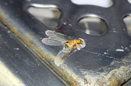 강남 논현동에서 발견된 흰개미